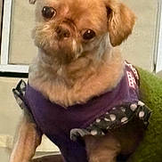 Chelsea joined the competition — help win amazing prizes! brown_fur, canine, clothing, couch, cute, dog, ear, eyes, fluffy, head_tilt, indoor, muzzle, pet, polka_dot, portrait, purple, sitting, small_dog, sofa, tilted_head