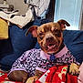 London is registered to the contest to win money with this photo: dog, canine, pet, indoor, couch, blanket, clothing, purple_outfit, leopard_print, smiling, happy, relaxed, fur, ears, paws, collar, tag, home, furniture, window