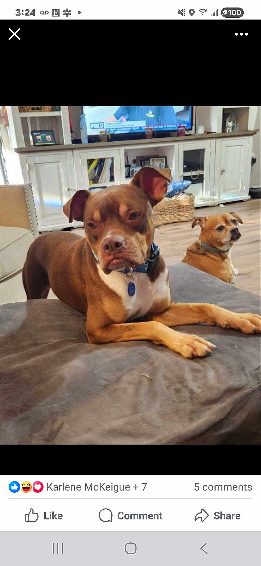 London joined the competition — help win amazing prizes! dog, indoor, living_room, furniture, couch, wood_floor, television, cabinet, pet, brown_dog, collar, resting, alert, home, relaxed, canine, animal, domestic, household, companion