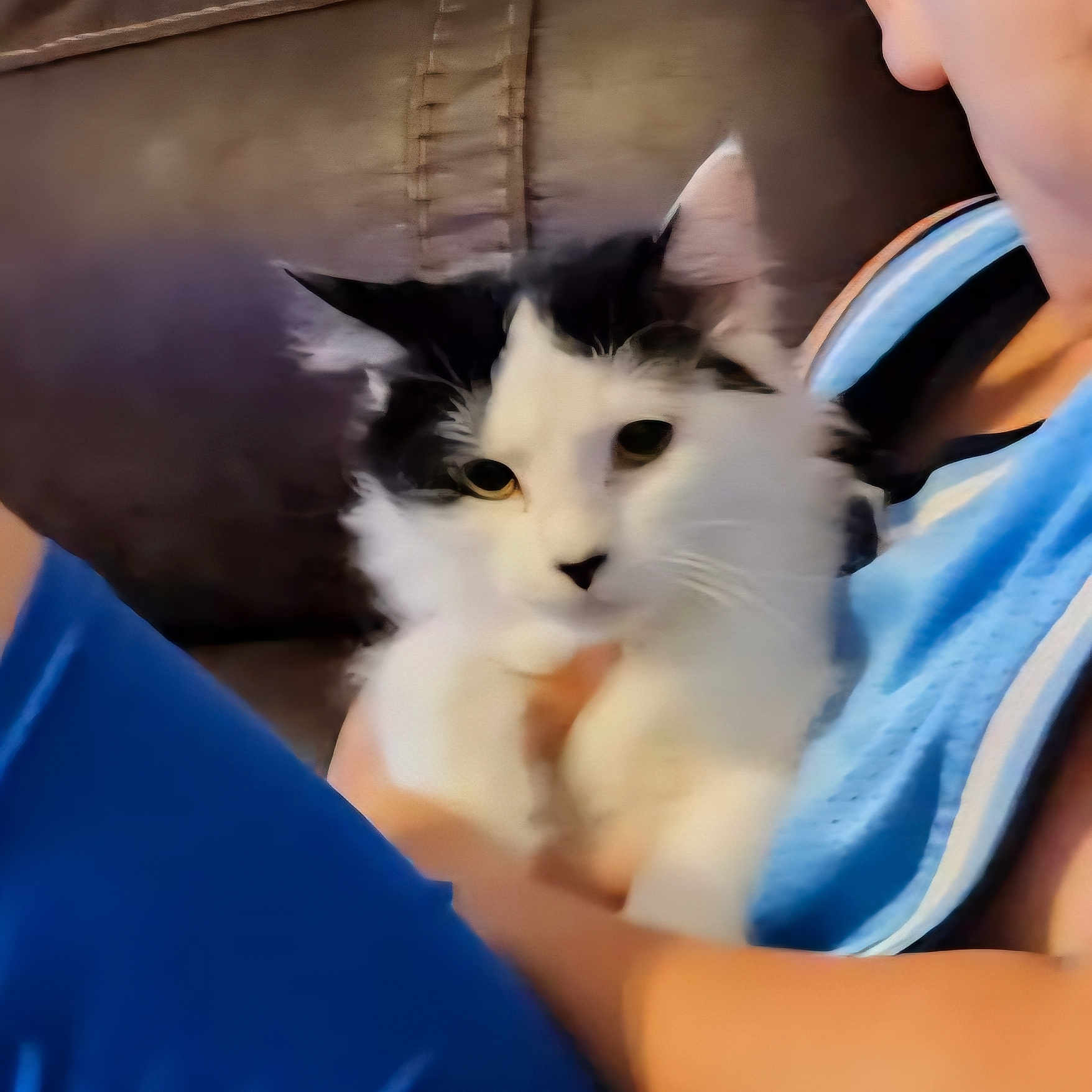Emily Lady Chatterly joined the competition — help win amazing prizes! animal, black_and_white, blue_clothing, blurred_background, calm, cat, close_up, companion, couch, domestic, face, fluffy, furry, holding, indoor, person, pet, relaxed, seated, soft_texture