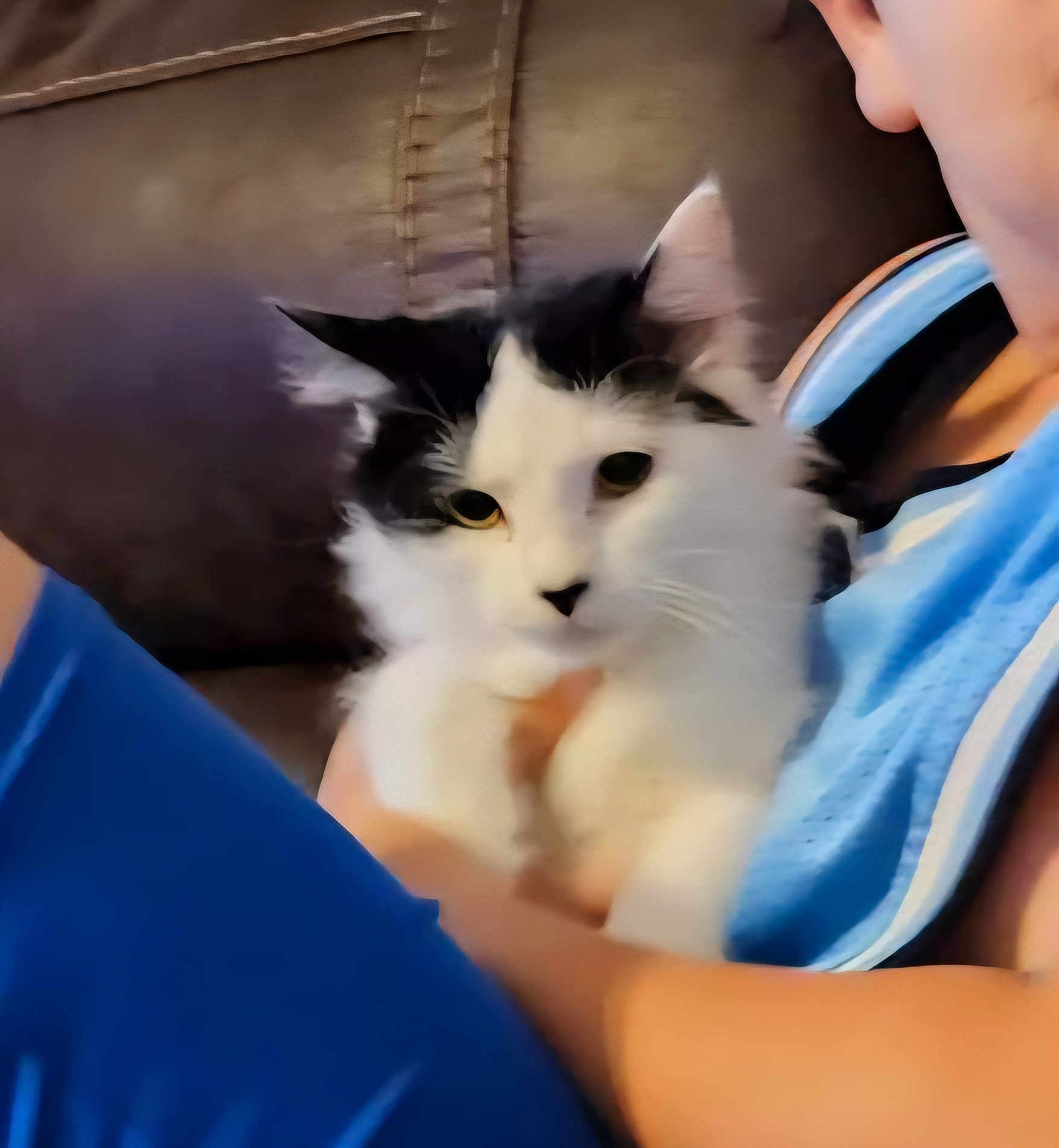 Emily Lady Chatterly joined the competition — help win amazing prizes! cat, person, blue_clothing, fluffy, black_and_white, indoor, couch, holding, pet, animal, relaxed, close_up, seated, furry, domestic, companion, soft_texture, calm, face, blurred_background