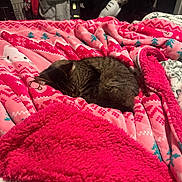 Munchkin is registered to the contest to win money with this photo: bed, bedroom, blanket, cat, cozy, curled_up, cute, dark_fur, fuzzy, gaming_chair, home, indoors, nap, patterned_blanket, pet, pink, resting, sleeping, soft, textile