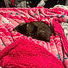 bed, bedroom, blanket, cat, cozy, curled_up, cute, dark_fur, fuzzy, gaming_chair, home, indoors, nap, patterned_blanket, pet, pink, resting, sleeping, soft, textile