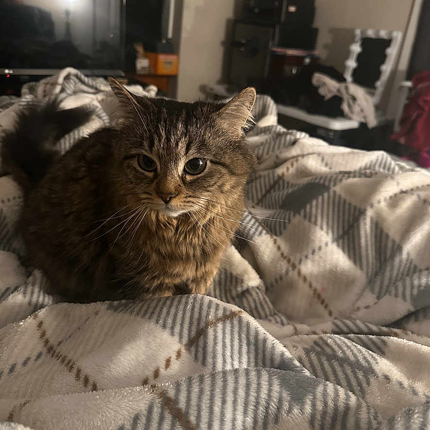 Munchkin