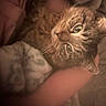 Munchkin joined the competition — help win amazing prizes! animal, blanket, brown, cat, close_up, cozy, cuddling, face, feline, fur, green_eyes, indoors, pet, photography, portrait, relaxed, soft_focus, tabby, warm_lighting, whiskers