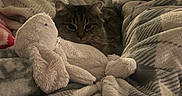 Munchkin joined the competition — help win amazing prizes! animal, bed, blanket, cat, cozy, ears, eyes, face, fluffy, furry, home, indoors, kitten, pet, plush_toy, portrait, striped, stuffed_animal, tabby, whiskers