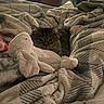 animal, bed, blanket, cat, cozy, ears, eyes, face, fluffy, furry, home, indoors, kitten, pet, plush_toy, portrait, striped, stuffed_animal, tabby, whiskers