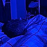 Munchkin joined the competition — help win amazing prizes! animal, bed, bedroom, blanket, blue_lighting, cat, cozy, curled_up, ears, fur, home, indoors, night, pet, portrait, relaxed, resting, sleeping, striped_blanket, whiskers