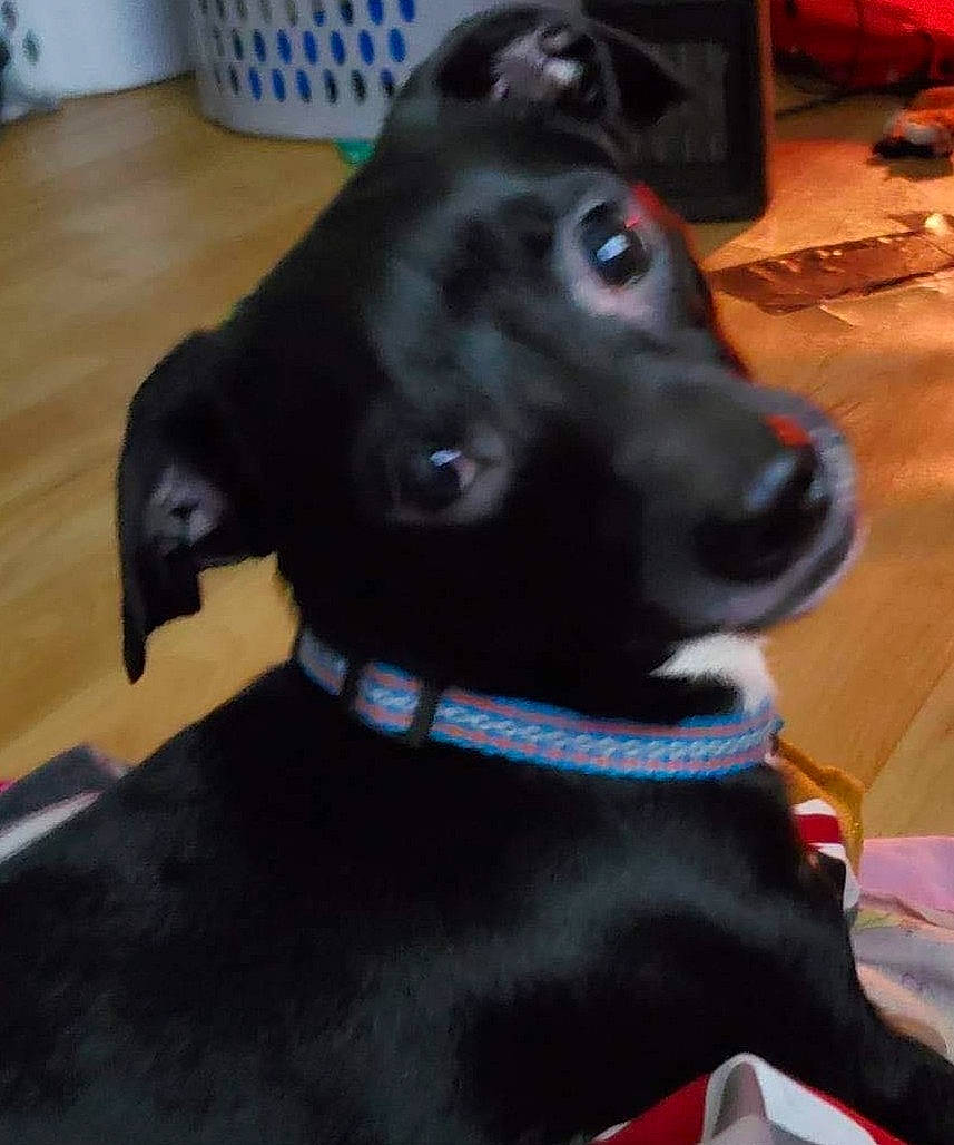 Oreo Flores joined the competition — help win amazing prizes! borador, carnivore, collar, companion_dog, dog, dog_breed, dog_collar, ear, electric_blue, event, fur, guard_dog, hardwood, liver, pet_supply, snout, sporting_group, whiskers, wood, working_animal