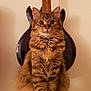 Tigrosse a rejoint le concours — aidez-le/la à gagner de superbes lots ! cat, tabby, fluffy, pet, animal, guitar, musical_instrument, indoor, perch, furniture, brown, striped, long_hair, sitting, looking, alert, ears, whiskers, eyes, wall