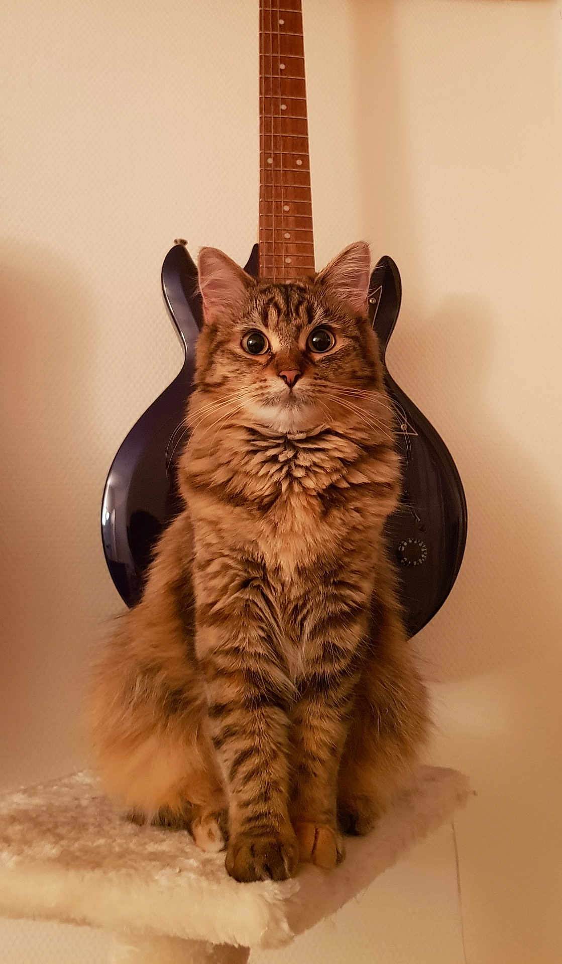 Tigrosse a rejoint le concours — aidez-le/la à gagner de superbes lots ! cat, tabby, fluffy, pet, animal, guitar, musical_instrument, indoor, perch, furniture, brown, striped, long_hair, sitting, looking, alert, ears, whiskers, eyes, wall