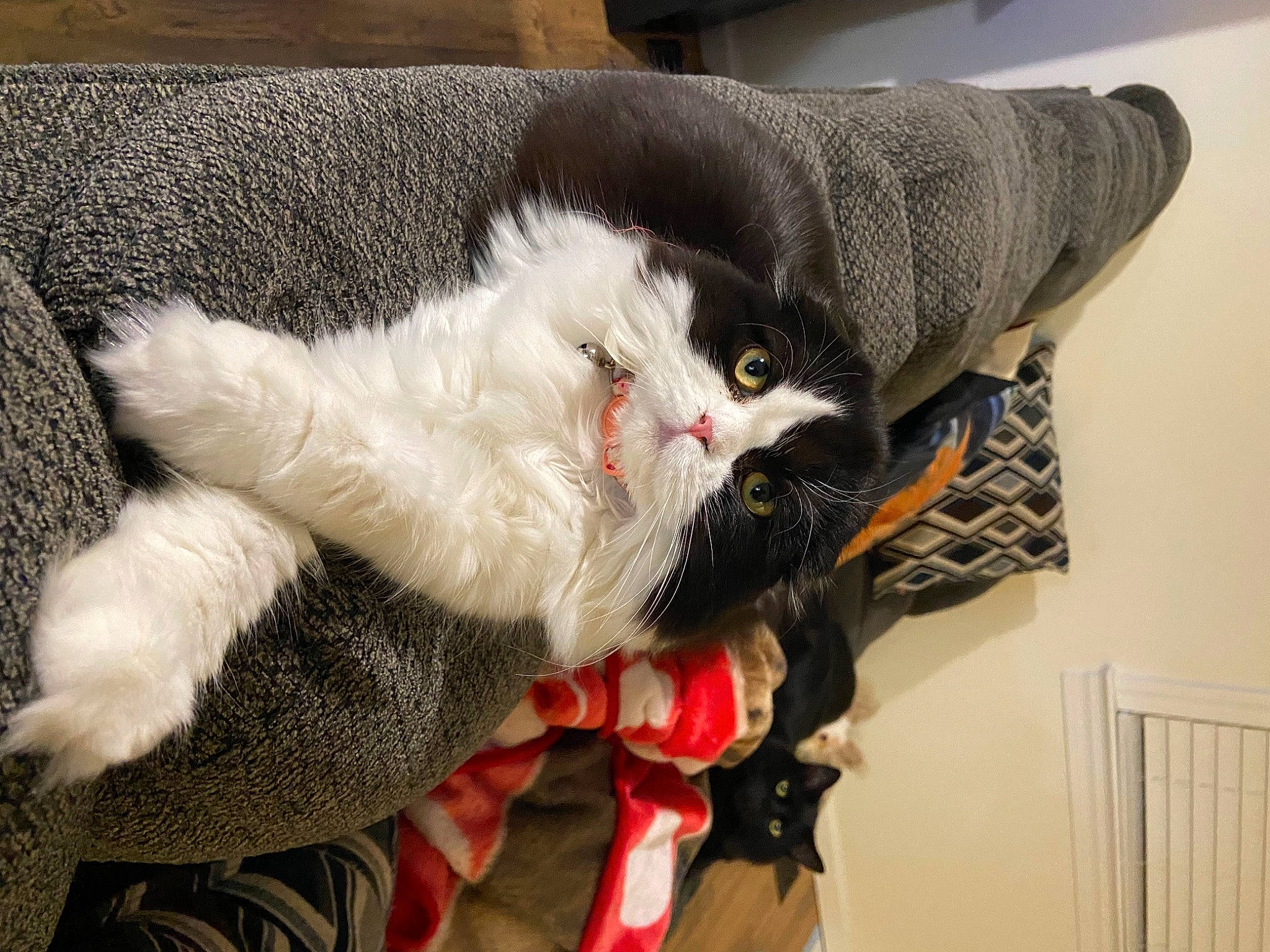 Salem is registered to the contest to win money with this photo: carnivore, cat, claw, comfort, companion_dog, domestic_short_haired_cat, fang, felidae, fur, paw, small_to_medium_sized_cats, snout, tail, whiskers