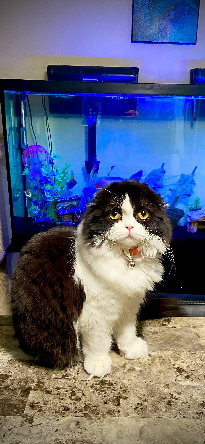 Salem is registered to the contest to win money with this photo: blue, carnivore, cat, claw, domestic_short_haired_cat, electric_blue, event, felidae, fur, houseplant, iris, paw, plant, small_to_medium_sized_cats, snout, tail, terrestrial_animal, whiskers, window