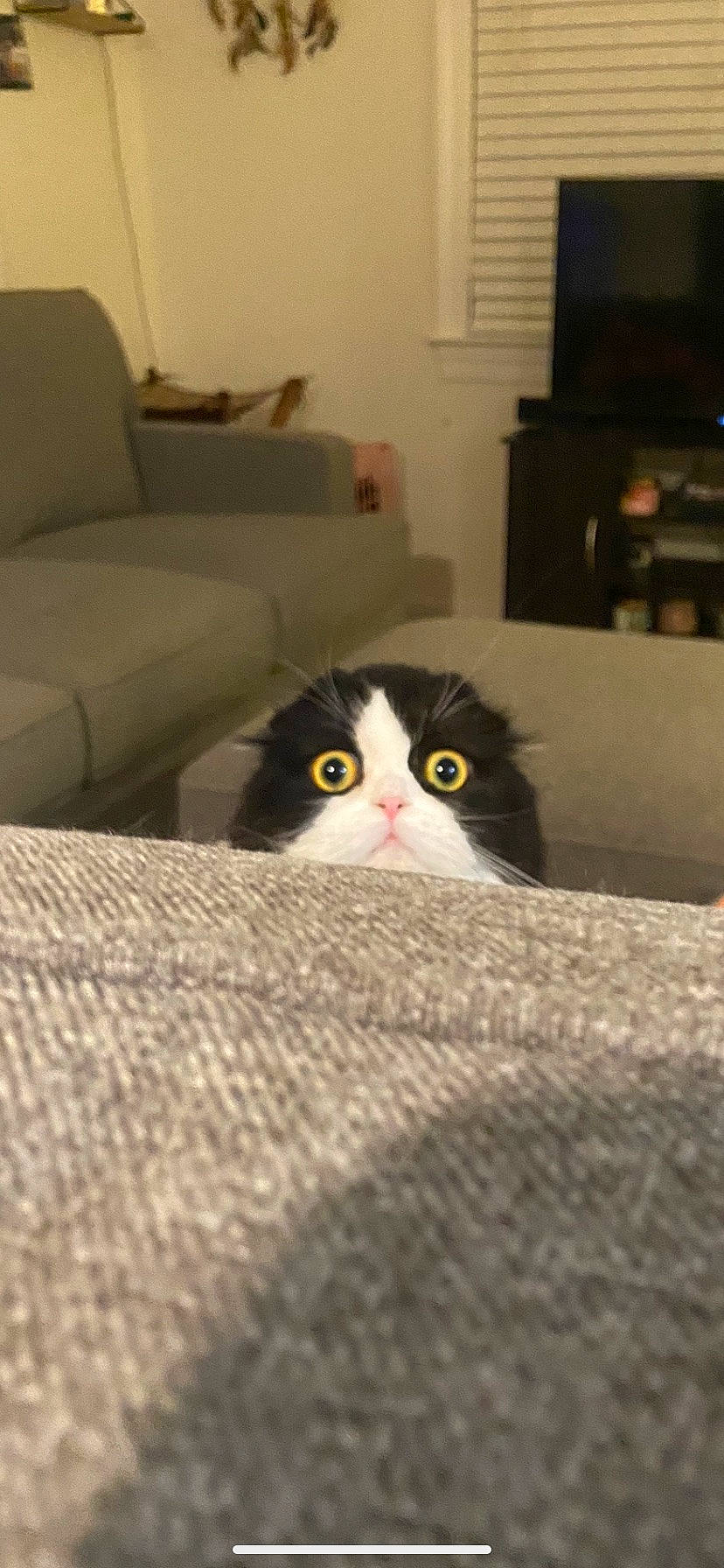 Salem is registered to the contest to win money with this photo: carnivore, cat, comfort, couch, darkness, domestic_short_haired_cat, felidae, floor, flooring, fur, grey, hardwood, linens, living_room, picture_frame, room, small_to_medium_sized_cats, studio_couch, whiskers, wood