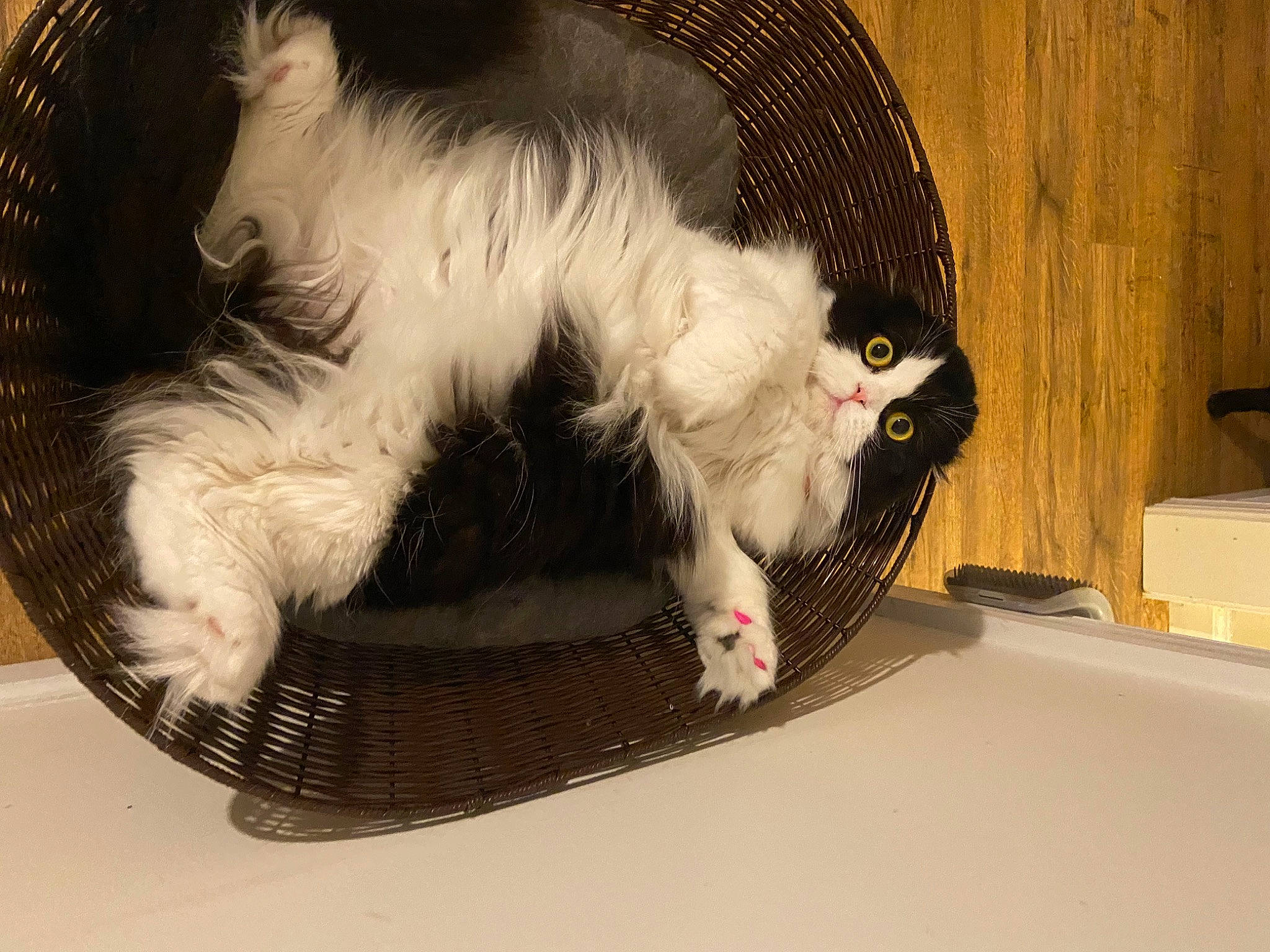 Salem joined the competition — help win amazing prizes! canidae, carnivore, cat, cat_bed, cat_supply, claw, comfort, companion_dog, dog_breed, domestic_short_haired_cat, felidae, foot, fur, paw, pet_supply, small_to_medium_sized_cats, snout, sporting_group, tail, whiskers