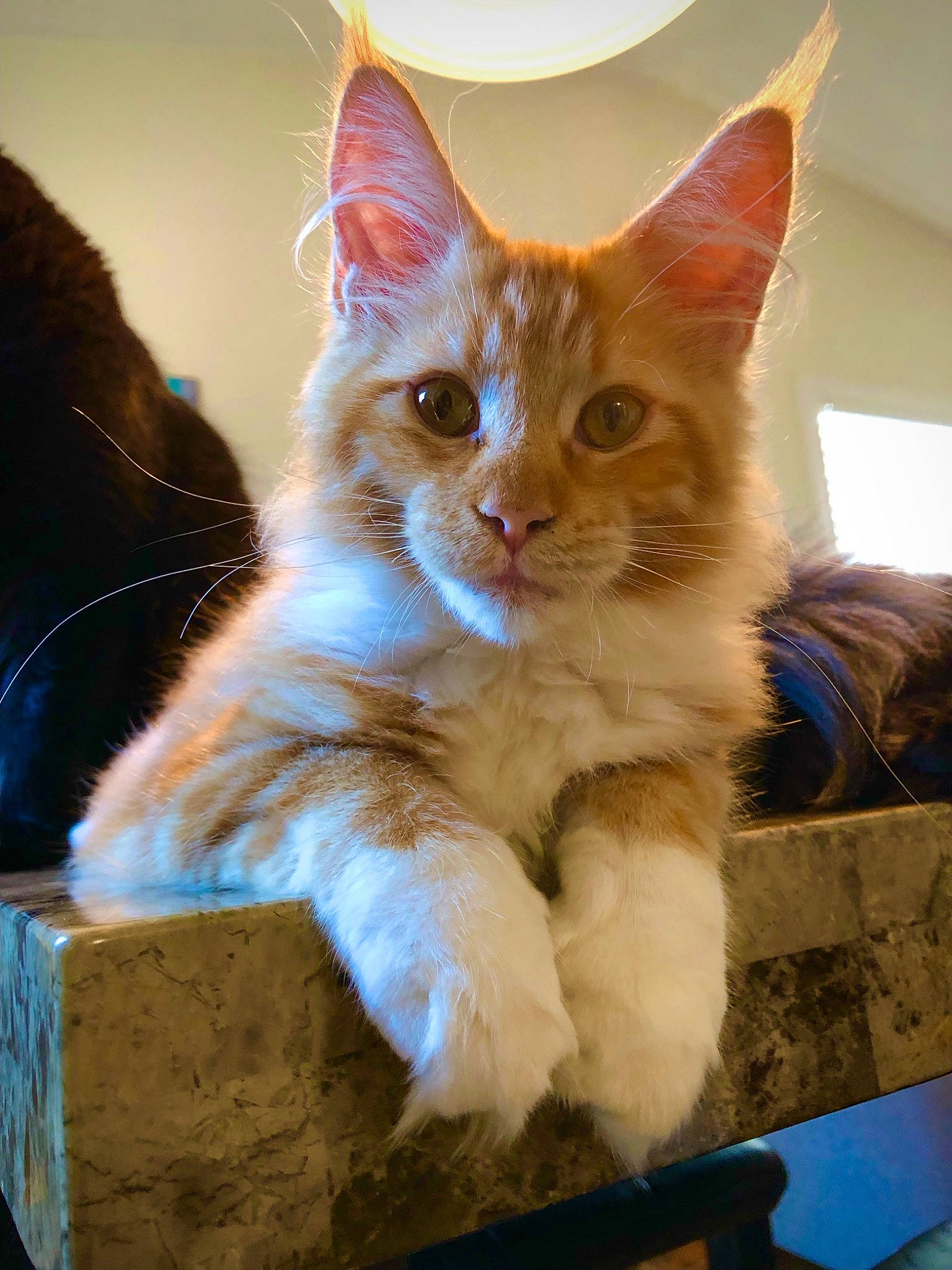 Atlas joined the competition — help win amazing prizes! box, carnivore, cat, claw, domestic_short_haired_cat, fawn, felidae, fur, iris, paw, small_to_medium_sized_cats, snout, tail, whiskers, window, wood