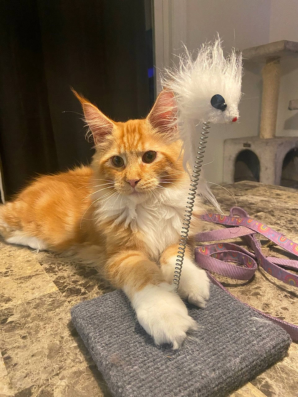 Atlas is registered to the contest to win money with this photo: art, carnivore, cat, claw, domestic_short_haired_cat, fawn, felidae, flooring, fur, paw, photo_caption, small_to_medium_sized_cats, snout, tail, terrestrial_animal, whiskers, wood