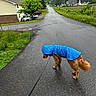Leo joined the competition — help win amazing prizes! dog, golden_retriever, raincoat, blue, leash, wet_road, rain, overcast, greenery, tree, car, house, sidewalk, outdoor, pavement, animal, pet, canine, suburban, weather