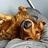 dog, golden_retriever, pet, nose, fur, blanket, gray, cozy, relaxed, lying_down, upside_down, indoor, animal, canine, cute, closeup, portrait, sleepy, soft, furry