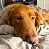 Leo is registered to the contest to win money with this photo: dog, golden_retriever, pet, animal, close_up, bed, blanket, resting, cozy, fur, nose, whiskers, indoors, sleepy, cute, portrait, canine, relaxed, domestic_animal, mammal