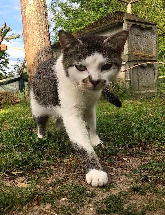 Minette