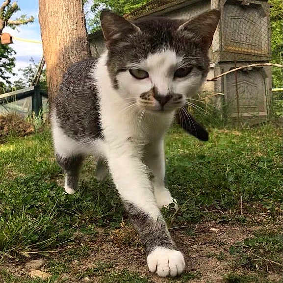 Minette