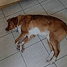 dog, brown, white, lying_down, floor, tile_floor, indoor, kitchen, wooden_cabinet, pet, canine, sleeping, relaxed, domestic, animal, home, paw, fur, quiet, resting