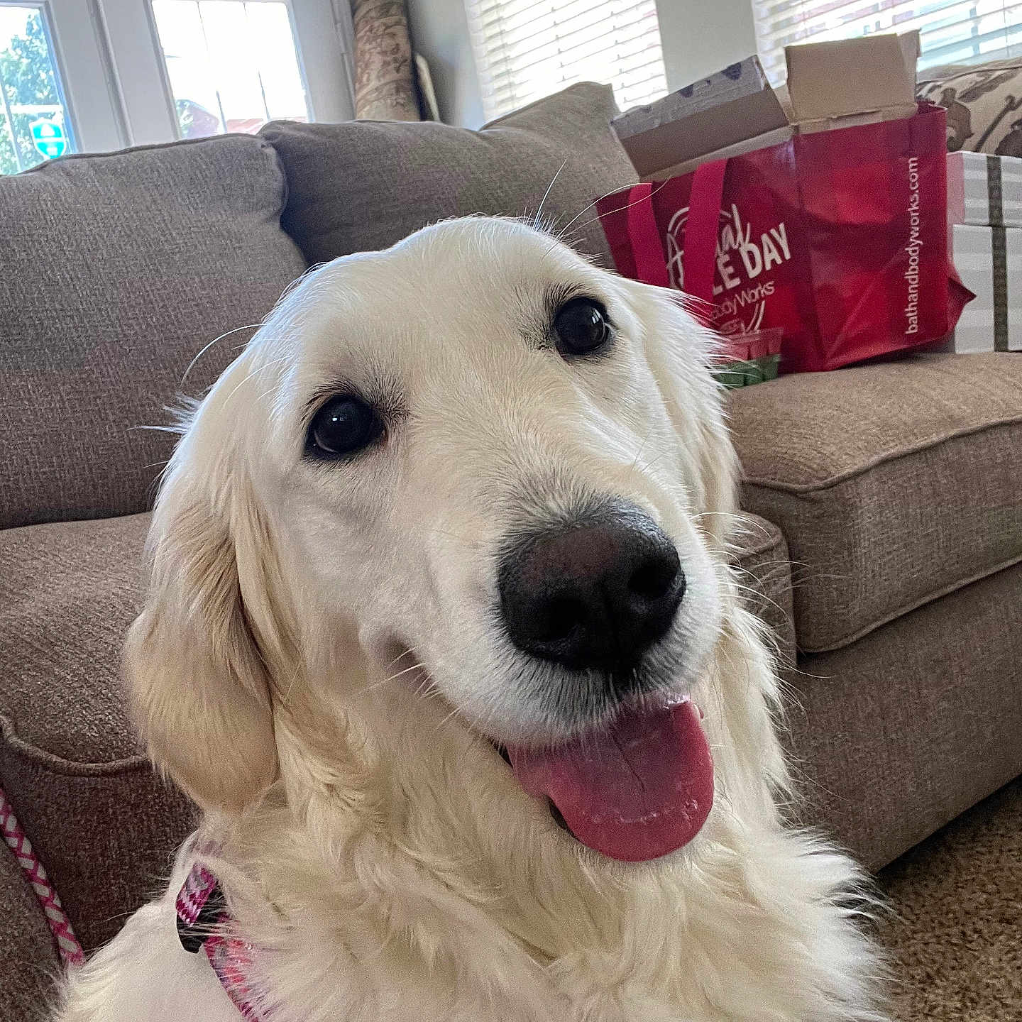 Lilo is registered to the contest to win money with this photo: accessories, animal, architecture, bag, box, building, canine, couch, cushion, dog, furniture, goldenretriever, handbag, homedecor, indoors, interiordesign, livingroom, pet, puppy, room