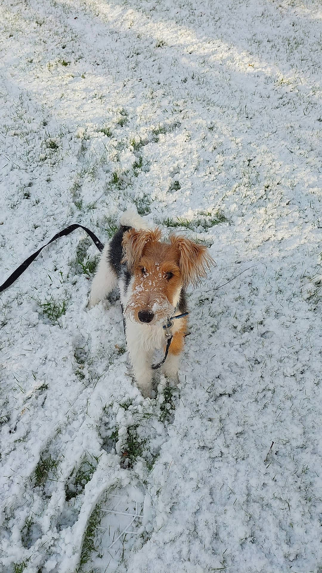 Jasper joined the competition — help win amazing prizes! canidae, carnivore, collar, companion_dog, dog, dog_breed, fawn, freezing, fur, leash, plant, precipitation, snout, snow, sporting_group, tail, terrestrial_animal, terrier, winter, working_animal