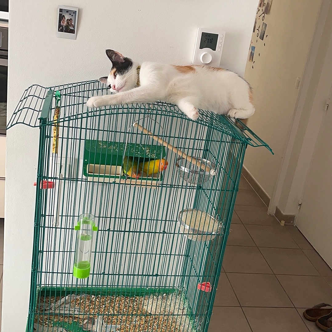 Pepita