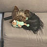 animal, beige, companion, couch, cozy, cute, dog, domestic_animal, fur, home, indoor, pet, relaxation, remote_control, resting, sleeping, small_dog, stuffed_toy, toy, yorkshire_terrier