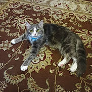 Minx is registered to the contest to win money with this photo: cat, pet, indoor, rug, yellow_eyes, collar, paw, tail, patterned_rug, wood_floor, toy, relaxed, looking_at_camera, fur, whiskers, white_paws, domestic_cat, floor, household, mammal