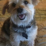 Mason joined the competition — help win amazing prizes! dog, small_dog, terrier, collar, dog_tag, bed, blanket, indoor, close_up, smiling, tongue, teeth, whiskers, fur, ears, paws, sitting, cute, portrait, domestic_animal