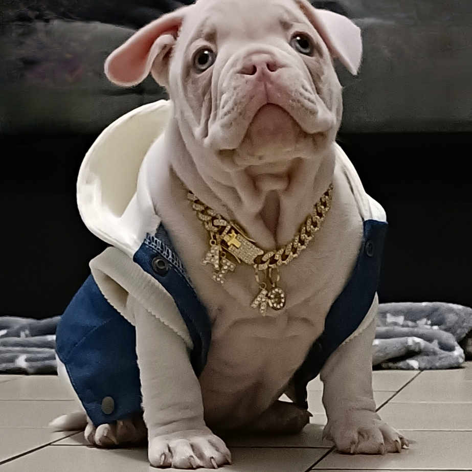 Aiko participe au concours pour gagner de l'argent avec cette photo : accessories, animal, bostonbull, boxer, bulldog, canine, dog, frenchbulldog, jewelry, necklace, pet, pitbull, puppy, whitedog