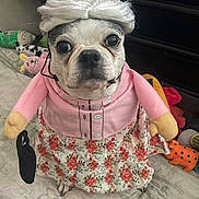 Lilli joined the competition — help win amazing prizes! accessory, animal, bed, costume, cute, dog, fabric, floor, floral_skirt, funny, indoor, pet, pink_jacket, portrait, purse, sitting, small_dog, toy, white_wig, wig