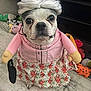 accessory, animal, bed, costume, cute, dog, fabric, floor, floral_skirt, funny, indoor, pet, pink_jacket, portrait, purse, sitting, small_dog, toy, white_wig, wig