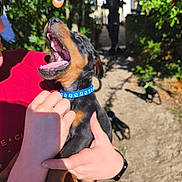Raven participe au concours pour gagner de l'argent avec cette photo : puppy, dog, person, hands, collar, outdoor, sunlight, garden, path, shadow, black_and_tan, mouth_open, yawning, playing, cute, pet, animal, holding, summer, happy