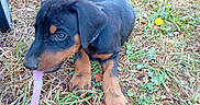 Raven participe au concours pour gagner de l'argent avec cette photo : animal, black, brown, chew_toy, closeup, collar, cute, doberman, dog, ears, grass, leaf, lying_down, nature, outdoor, paws, pet, playful, puppy, young_dog