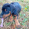 animal, black, brown, chew_toy, closeup, collar, cute, doberman, dog, ears, grass, leaf, lying_down, nature, outdoor, paws, pet, playful, puppy, young_dog