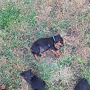 Raven participe au concours pour gagner de l'argent avec cette photo : animal, black_and_tan, canine, collar, cute, dog, field, grass, greenery, lying_down, nature, outdoor, pet, playing, puppy, resting, sleeping, small_dog, summer, young_dog