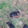 animal, black_and_tan, canine, collar, cute, dog, field, grass, greenery, lying_down, nature, outdoor, pet, playing, puppy, resting, sleeping, small_dog, summer, young_dog