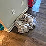 dog, pet_bed, blanket, wooden_floor, wall, electrical_outlet, box, indoor, small_dog, white_dog, floppy_ears, curious_expression, cozy, resting, domestic, home_interior, floor_reflection, corner, collar, toy