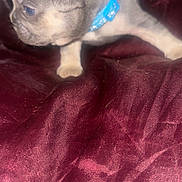 Vito is registered to the contest to win money with this photo: bedding, blanket, blue_collar, burgundy, close_up, curious, cute, dog, fur, indoor, mammal, paw, pet, portrait, puppy, satin, side_profile, small, snout, young