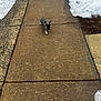 alone, centered, cold, concrete, cute, daytime, dog, french_bulldog, grey_coat, outdoors, pavement, paws, perky_ears, puppy, sidewalk, small_dog, snow, urban, walking, winter