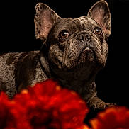 Luna joined the competition — help win amazing prizes! black_background, brown_eyes, closeup, cute, dog, domestic_animal, dramatic_lighting, ears, foreground_bokeh, french_bulldog, fur, looking_up, muzzle, nose, pet, portrait, red_flowers, still_life, studio_photography, whiskers