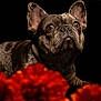 black_background, brown_eyes, closeup, cute, dog, domestic_animal, dramatic_lighting, ears, foreground_bokeh, french_bulldog, fur, looking_up, muzzle, nose, pet, portrait, red_flowers, still_life, studio_photography, whiskers
