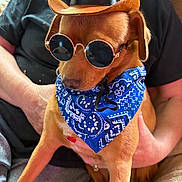 Gizzy is registered to the contest to win money with this photo: dog, cowboy_hat, sunglasses, bandana, costume, pet, brown_dog, small_dog, sitting, portrait, indoors, couch, human, arms, fashion, accessories, funny, cute, close_up, companion_animal