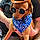 Gizzy