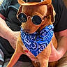 dog, cowboy_hat, sunglasses, bandana, costume, pet, brown_dog, small_dog, sitting, portrait, indoors, couch, human, arms, fashion, accessories, funny, cute, close_up, companion_animal