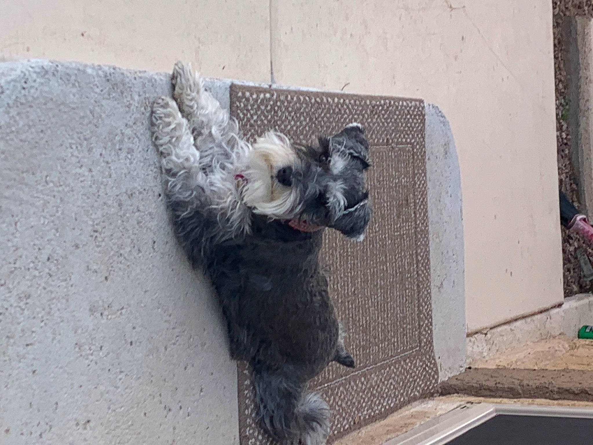 Bella joined the competition — help win amazing prizes! art, asphalt, canidae, companion_dog, concrete, dog, dog_breed, dog_supply, fur, grey, paw, road_surface, schnauzer, snout, sporting_group, tail, visual_arts, working_animal